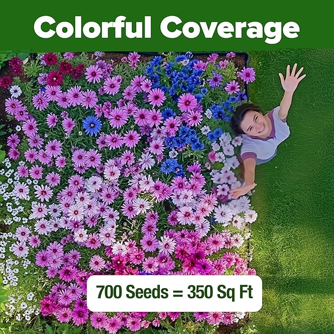 HOME GROWN Bachelor Button Flower Seeds Tall Mix 700+ Cornflower Heirloom Seeds for Planting - Quick Blooming, Non-GMO, Pollinator Friendly, Easy to Grow Wildflowers USA Grown (Centaurea cyanus)
