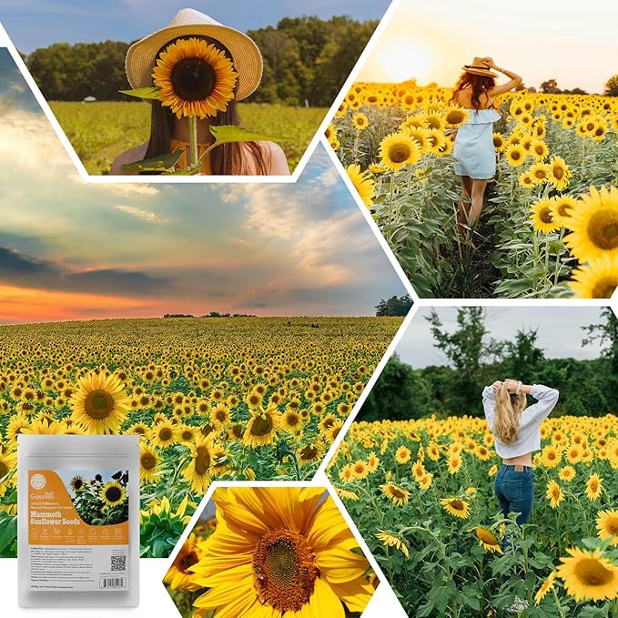 Groundio Mammoth Sunflower Seeds to Plant, 1 Ounce Packet 300+ Seeds, 6-12 FT Giant Sunflower, Non-GMO, Heirloom, High Germination, Grown in the USA