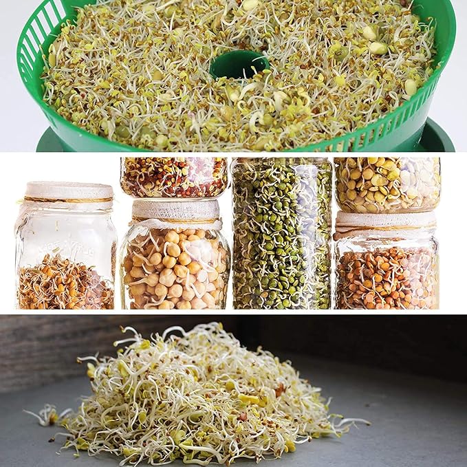 Handy Pantry Organic Salad Sprouting & Microgreens Mix – 8 Oz – Non-GMO, High-Germination Blend of Alfalfa, Broccoli, Lentil, Mung Bean & Radish Seed – Fresh, Crisp Sprouts & Nutritious Micro Green