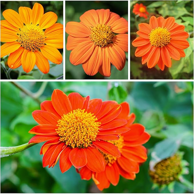 Seed Needs Mexican Sunflower Seeds for Planting Tithonia rotundifolia Flowers - Heirloom & Open Pollinated Flower Seed - Annual Wildflower to Plant a Butterfly Garden (1 Pack)
