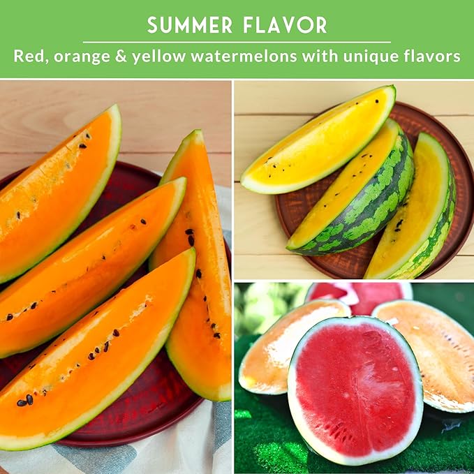Tri-Color Watermelon Seeds for Planting – Heirloom Variety Pack: Crimson Sweet, Yellow Petite, & Tendersweet Orange – 3-Variety Watermelon Collection by Survival Garden Seeds