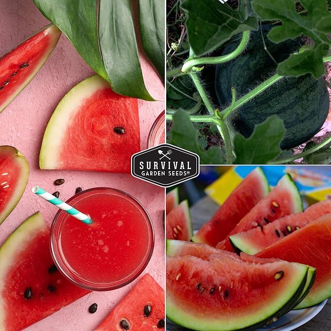 Sugar Baby Watermelon Seeds - Grow Little Round Icebox Watermelons at Home - Non-GMO Heirloom Variety for Planting - Survival Garden Seeds (1 Pack)