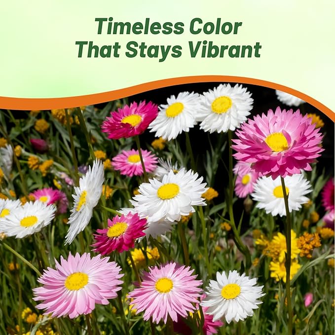 Outsidepride Paper Daisy Mix Helipterum Seeds - 1000 Pcs. Annual Low Maintenance & Pollinator-Friendly, Flower Seeds for Planting Vibrant Blooms for Gardens, Borders & Cut Flowers