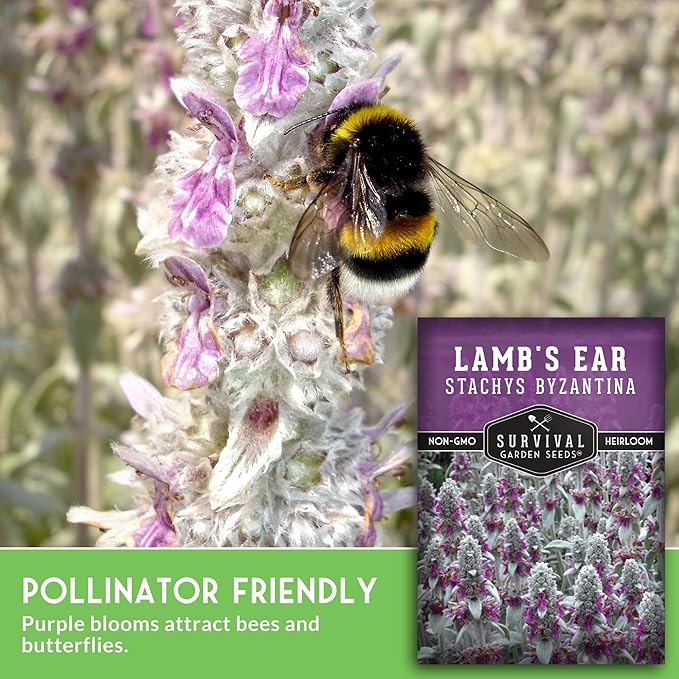 Lamb's Ear Seeds for Planting - 5 Packets with Instructions to Plant and Grow Shade and Drought Tolerant Wooly Betony in Your Home Garden - Non-GMO Heirloom Variety - Survival Garden Seeds