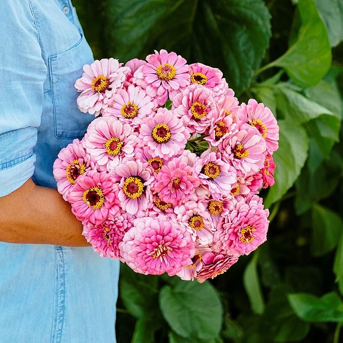 Eden Brothers Zinnia Seeds - Illumination, Non-GMO Seeds for Planting, 1 oz | Low-Maintenance Flower Seeds, Plant During Spring, Zones 3, 4, 5, 6, 7, 8, 9, 10