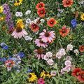 Eden Brothers Native Northeast Wildflower Seed Mix