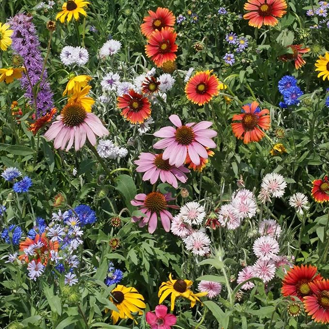 Eden Brothers Native Northeast Wildflower Seed Mix