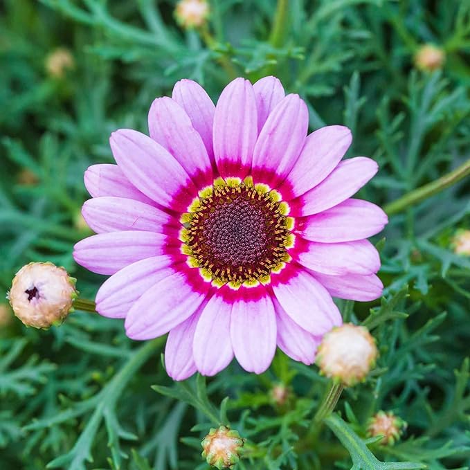 1000+ Perennial Painted Daisy Rainbow Mix Flower Seeds for Planting Outdoors-Chrysanthemum Carinatum Flower Garden Seeds Fragrant Butterfly