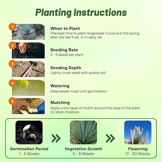 Outsidepride Soapweed Glauca Yucca Seeds for Planting - 100 Pcs Drought Tolerant Flower Seeds with Evergreen Foliage & Pollinator-Friendly Flowers, for Xeriscaping, Dry or Sandy Landscapes