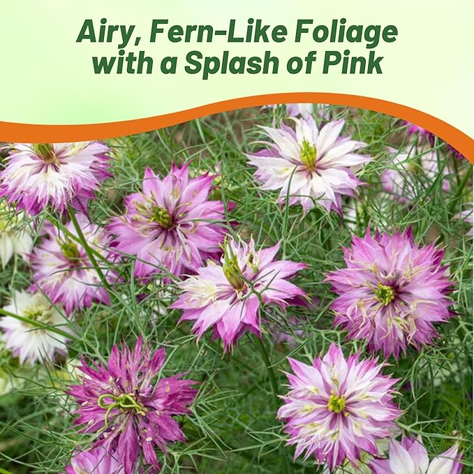Outsidepride Jewels Rose Nigella Seeds - 2000 Pcs Annual Flower Seeds for Planting with Vibrant Blooms & Lacy, Fern-Like Foliage, Attractive Cut Flower for Small Garden Spaces & Floral Arrangements