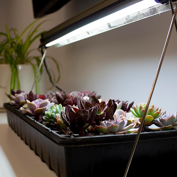 Ferry-Morse Indoor Grow Light Fixture with T5 Bulb, Compact Size 24 x 11in., Easy to use and Setup, for Seed Starting, Growing seedlings & cuttings Indoors