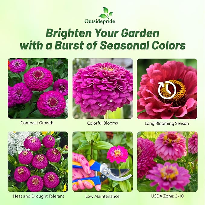 Outsidepride Purple Lilliput Zinnia Seeds - 2000 Pieces Annual, Drought Tolerant Flower Seeds for Planting Outdoors w/Pom-Pom-Like Compact Double Blooms for Borders & Containers, Pollinator Friendly
