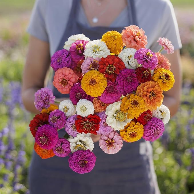 Eden Brothers Zinnia Seeds - Sprite Mix, Non-GMO Seeds for Planting, 1/4 lb | Low-Maintenance Flower Seeds, Plant During Spring, Zones 3, 4, 5, 6, 7, 8, 9, 10