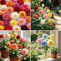 CarpetC 1000+ Mixed Dwarf Dahlia Seeds for Planting, Compact Perennial with Long-Lasting Blooms, Non-GMO Heirloom Dahlia pinnata for Garden Borders, Containers & Cut Flowers