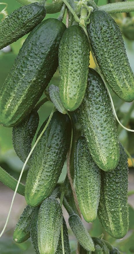Seeds Cucumber to The Envy of a Neighbor Pickling 45 Days Vegetable Non GMO