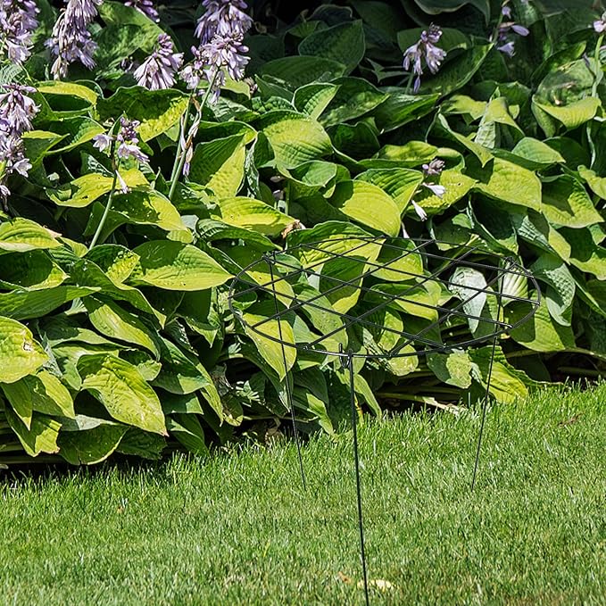 2 Pack Round Peony Cages and Supports Grow Through Grid Plant Brace,24 inch Heigh Plant Support Stake for Small Plant Flower Vegetable (2pcs 24“)