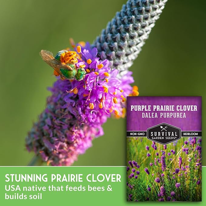 Survival Garden Seeds - Purple Prairie Clover Seeds for Planting | Dalea purpurea | Drought Tolerant North American Native Wildflower - 1 Pack