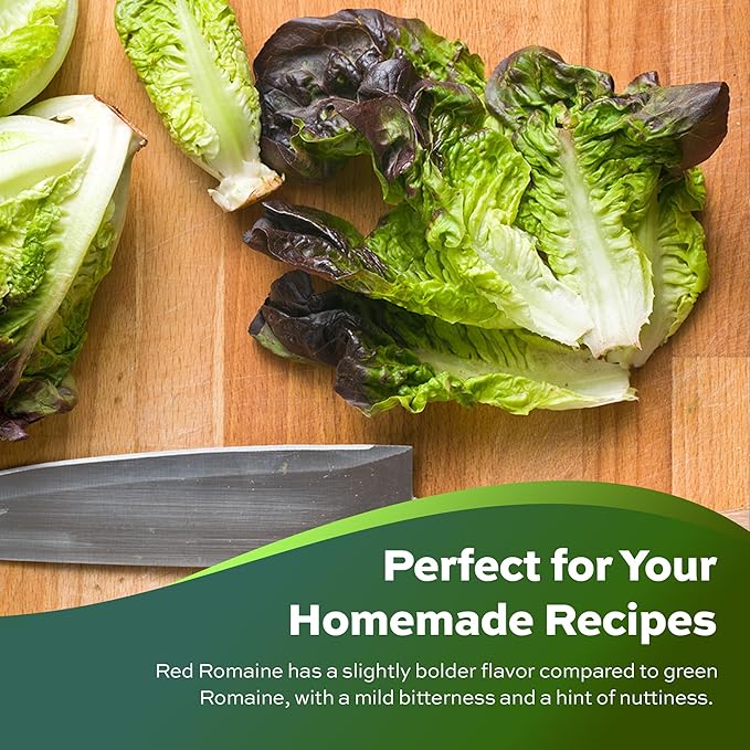 1000 Red Romaine Lettuce Seeds - Heirloom, Non-GMO, USA Grown, Premium Lettuce Seeds in Premium Packaging - by RDR Seeds