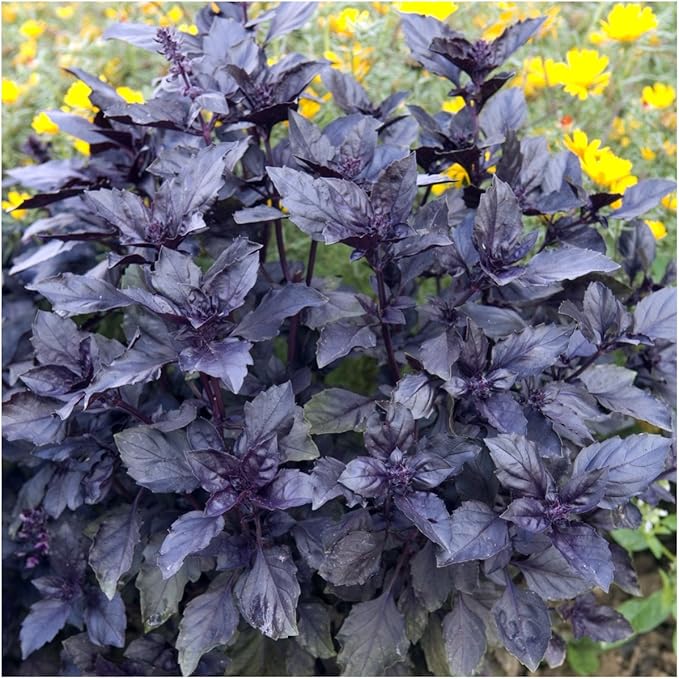Seed Needs Opal Basil Seeds for Planting Red Basil Plants - Non-GMO Heirloom & Untreated Herb Seeds to Plant an Indoor or Outdoor Culinary Kitchen Garden (1 Pack)