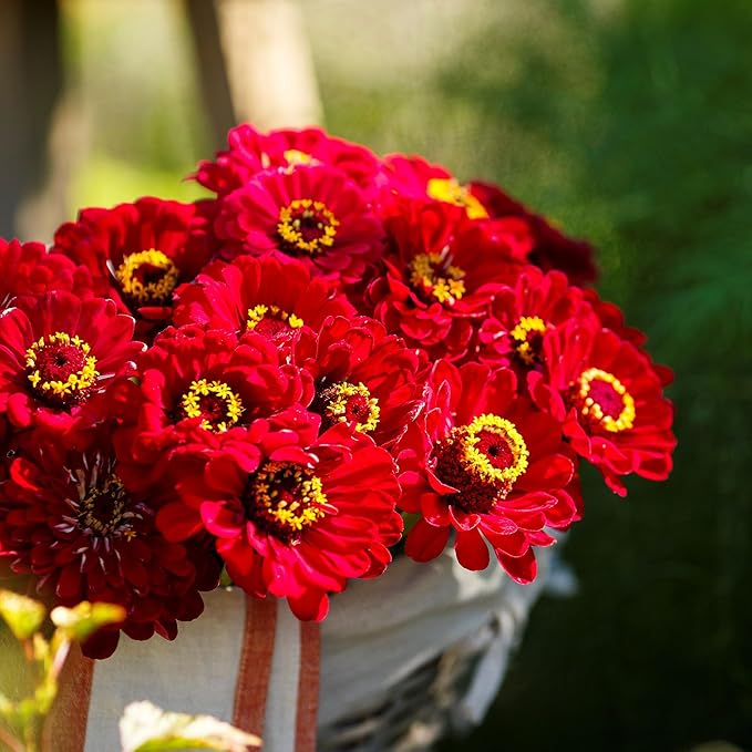 Eden Brothers Zinnia Seeds - Meteor, Non-GMO Seeds for Planting, Packet | Low-Maintenance Flower Seeds, Plant During Spring, Zones 3, 4, 5, 6, 7, 8, 9, 10
