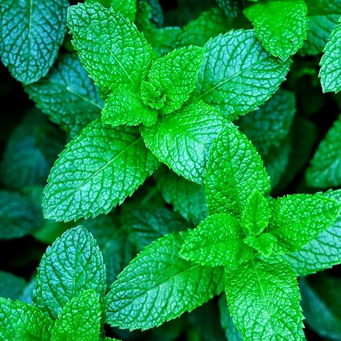 3800PCS Mint Seeds for Planting – Fragrant, Fast-Growing Herb | Easy Growing Indoors & Outdoors | Perfect for Tea, Cooking, and Aromatherapy