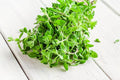 Sweet Marjoram Herb Seeds - Non-GMO 0.25g, Approximately 1000 Seeds