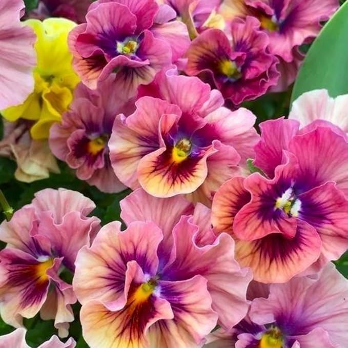 350+ Ruffle Pansy Seeds for Planting - Viola Pansy Seeds Non-GMO Heirloom Flower Seeds Attract Butterflies & Open Pollinated
