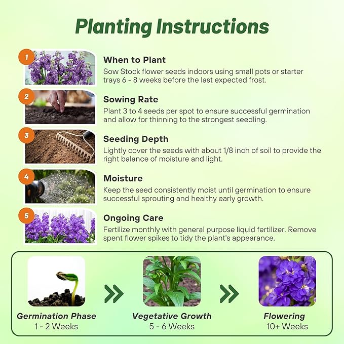 Outsidepride Ten Week Blue Mattiola Stock Seeds - 2000 Pcs Annual Flower Seeds for Planting with Fragrant Blooms That Attract Pollinators, Compact Growth, for Cut Flower Arrangements & Containers