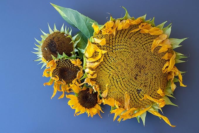 Mammoth Sunflower Seeds for Planting - Grow Giant Sun Flowers in Your Garden - Non GMO Heirloom Seeds - Full Planting Instructions for Easy Grow - Great Gardening Gifts (1 Packet)