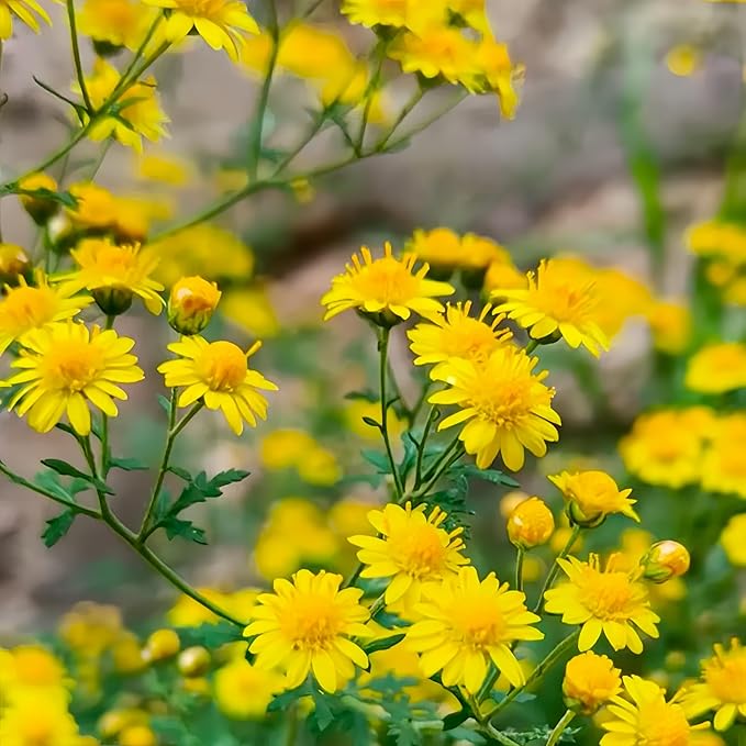2500pcs Oxeye Daisy Seeds - Wild Chrysanthemum Leucanthemum Vulgare, Non-GMO Perennial Flower Seeds, Pollinator Friendly & Drought Tolerant for Garden, Meadows, Containers