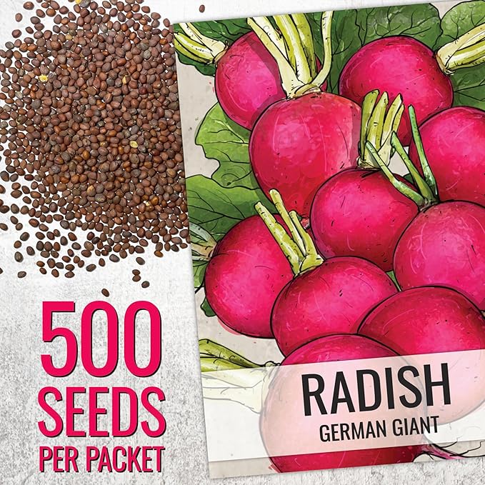 Seed Needs Radish Seeds for Planting German Giant Radishes - Non-GMO, Heirloom & Untreated - Grow a Home Grown Vegetable Garden - Cool Weather Crops (1 Pack)