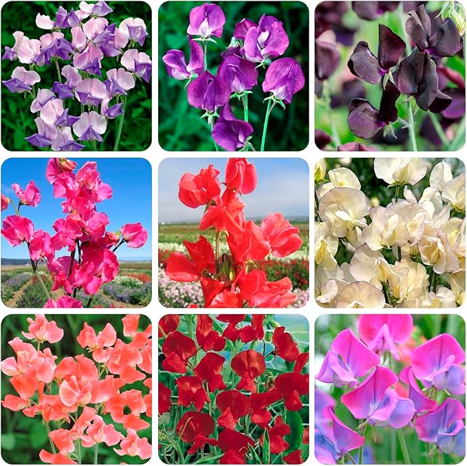 300+ Perennial Lathyrus Odoratus Flower Seeds for Planting Outdoors-Sweet Peas Vine Seed Annual Flower Seeds Fragrant Butterfly