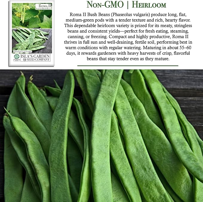 Roma II Italian Bush Bean Seeds (Phaseolus vulgaris) – 30+ Heirloom Non GMO Seeds by Isla’s Garden Seeds – Delicious Flat Green Pods for Home Vegetable Gardens, Easy to Grow Bush Beans, Gift Idea