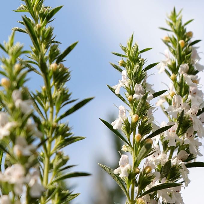 Outsidepride Winter Savory Seeds - 1000 Pcs Perennial Culinary Herb Seeds for Planting with Aromatic Leaves, Drought Tolerant & Compact for Container, Raised Bed, & Kitchen Herb Garden