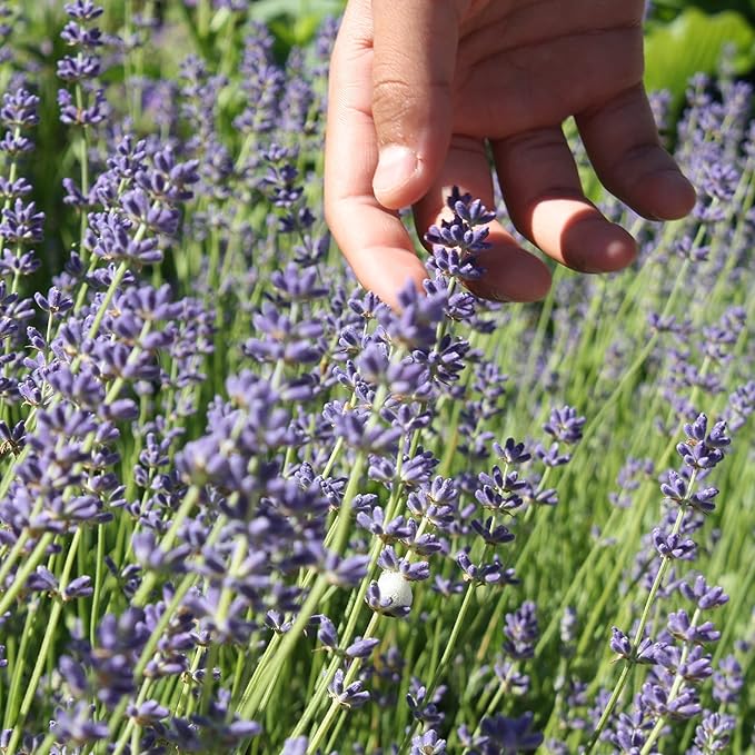 The Old Farmer's Almanac Heirloom Lavender Seeds (Common English) - Approx 360 Seeds - Non-GMO, Open Pollinated