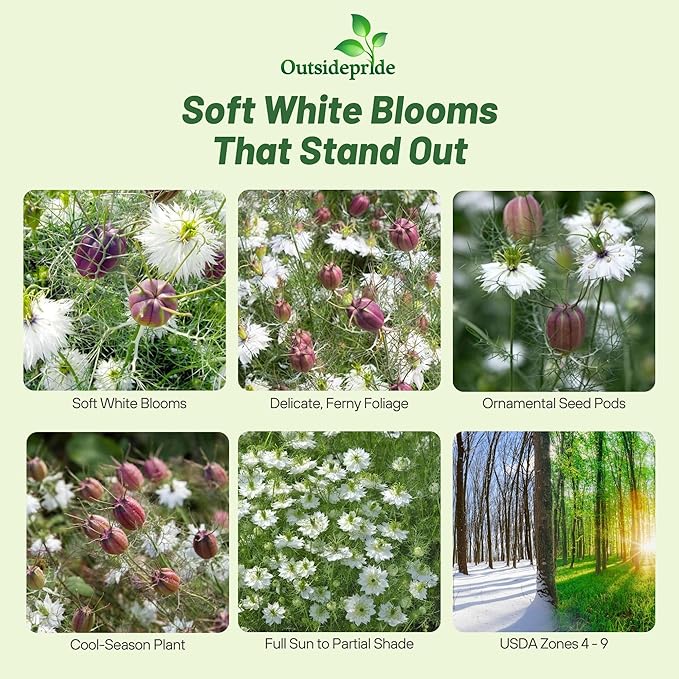 Outsidepride Jewels Marbles Nigella Seeds - 2000 Pcs Annual Flower Seeds for Planting with Vibrant Blooms & Lacy, Fern-Like Foliage, Attractive Cut Flower for Small Garden Spaces & Floral Arrangements