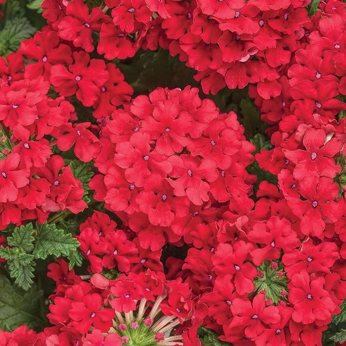 300+ Perennial Verbena Flower Seeds for Planting Outdoors -Verbena Flower Garden Seeds Non-GMO Heirloom