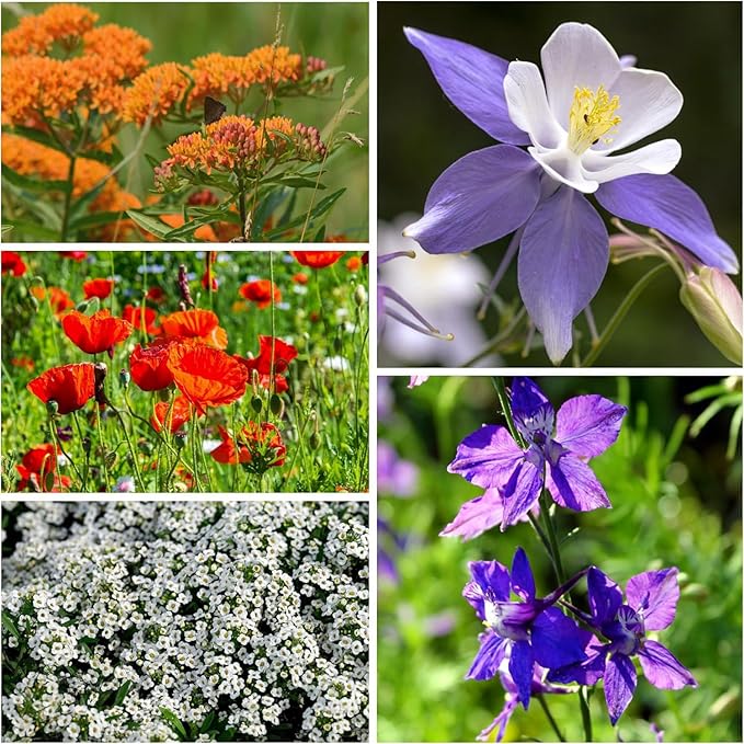 Seed Needs Bulk Wildflower Seeds Hummingbird & Butterfly Seed Mix | 1/4 Pound Total No Filler 23 Varieties Garden Seeds Annual & Perennial Species | Pollinator Friendly Flowering Seed