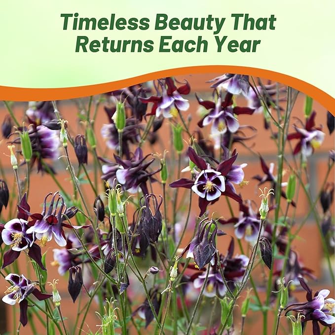 Outsidepride William Guinness Columbine Seeds - 1000 Pcs Perennial, Easy to Grow Flower Seeds for Planting, Suitable for Pollinator-Friendly Garden, Cut Floral Arrangements, Ground Covers, or Borders
