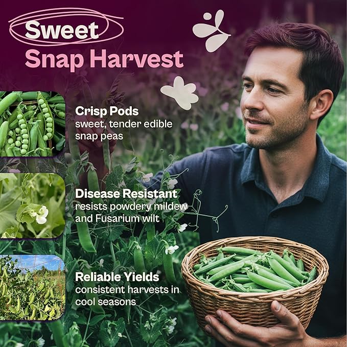 SVI 120 Cascadia Snap Pea Seeds (Pisum sativum) – Sugar Snap Peas, Sweet Peas Seed Packets, Pea Snaps Garden Seed Pack – Heirloom Vegetable Seeds Vegetable Garden, Raised Beds, Containers