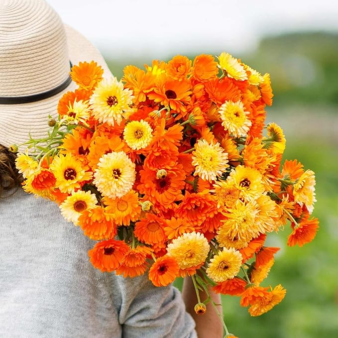 2000+ Calendula Seeds for Planting - Calendula officinalis Pacific Beauty Mix Wildflower Seeds Non-GMO Heirloom Flower Seeds