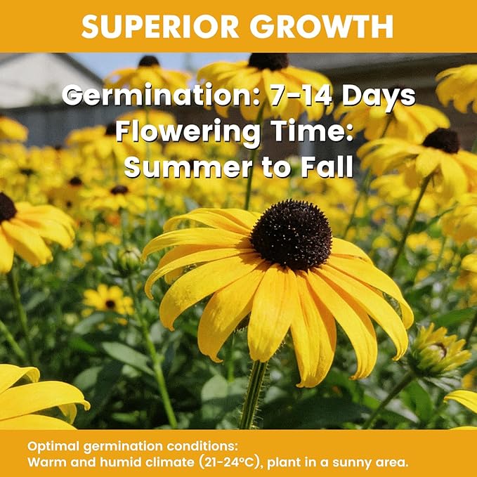 5000+ Black Eyed Susan Seeds for Planting, Perennial Wildflower Seeds for Pollinator Gardens, Non-GMO Heirloom Flower Seeds to Plant Outside & Inside, Borders, Containers, Rudbeckia hirta