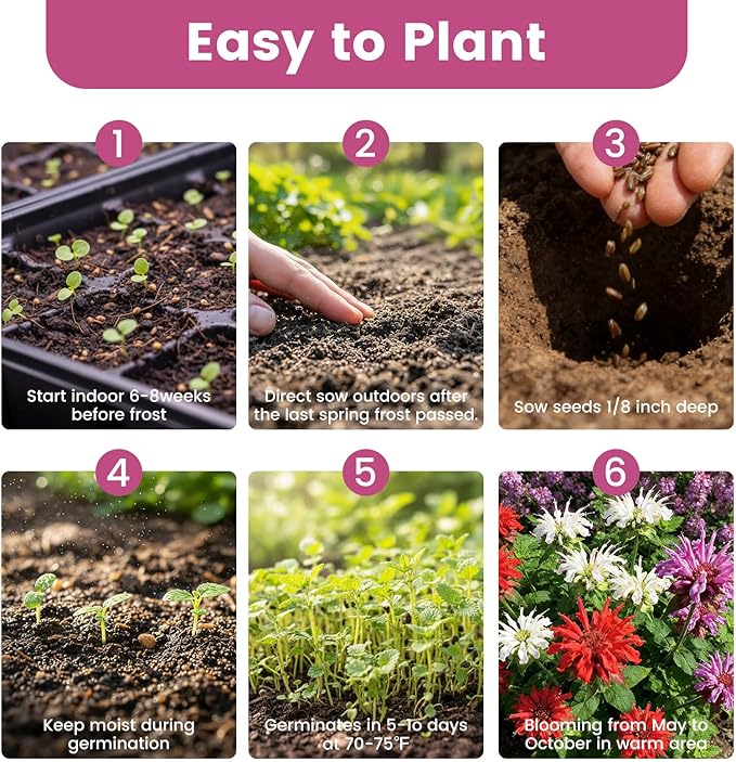 4000+ Bee Balm Seeds for Planting, Color Mix Native Wildflower Seeds, Heirloom & Open Pollinated Perennial Flower Seeds to Plant Outside Flower Herb Garden