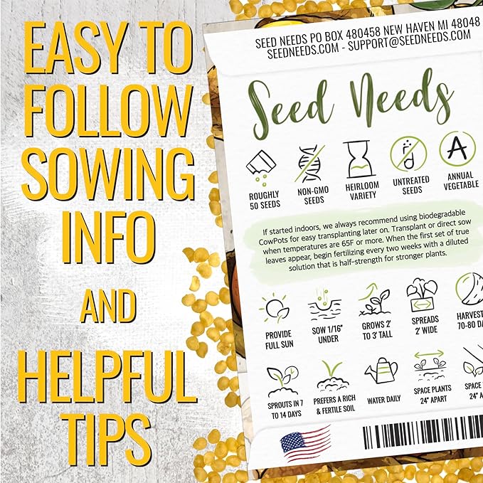 Seed Needs Ground Cherry Tomatillo Seeds for Planting - Non-GMO, Heirloom & Untreated Physalis pruinosa - Edible Cape Gooseberry/Golden Berries to Grow an Outdoor Vegetable Garden (1 Pack)