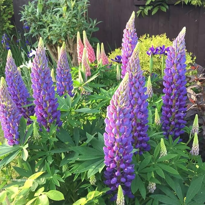 100 Lupine Flower Seeds – Colorful Perennial Blooms for Borders and Pollinator Gardens, Non-GMO and Easy to Grow