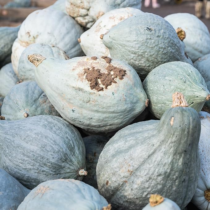 Seed Needs Blue Hubbard Winter Squash Seeds for Planting - Non-GMO, Heirloom & Untreated - Golden Yellow Sweet Flesh Perfect for Baking & Cooking (1 Pack)