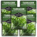 Russian Tarragon Seeds for Planting - Plant & Grow Big Flowering Herbs in Your Home Vegetable Garden - Non-GMO Heirloom Variety - Survival Garden Seeds (5 Packs)