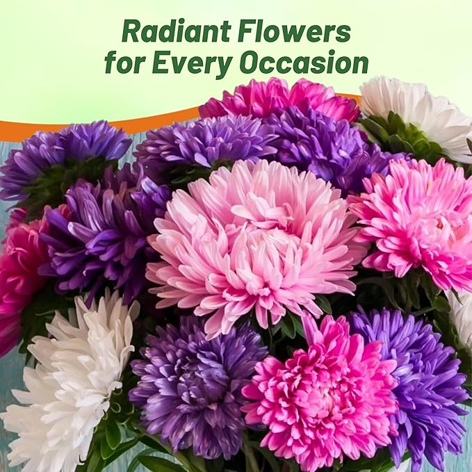 Outsidepride 2,000 Pcs Aster Seeds - Seastar Annual, Hardy & Pollinator Friendly Flower Seeds for Planting Vibrant Mix, Ideal for Meadows & Aesthetic Gardens
