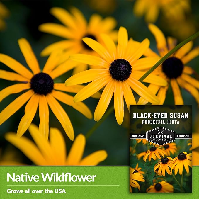 Black-Eyed Susan Seeds for Planting Outdoors - Perennial Native Wildflower - Heirloom Rudbeckia Hirta for Pollinator Gardens - Survival Garden Seeds (2 Packs)