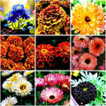 1000 PCS Marigold Seeds for Planting-Non-GMO Heirloom African Marigold Seeds- Heat & Drought Flower Seed Blooms Home Garden Flower to Plant Open Pollinated Annual Flowers